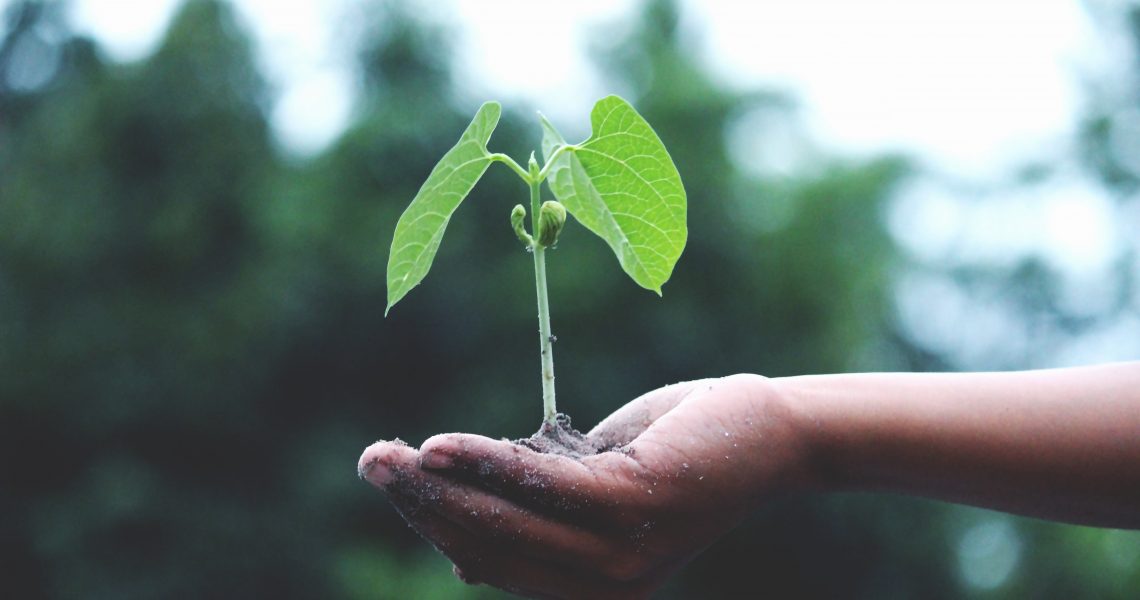 agriculture-growth-hand-1072824 agriculture-growth-hand-1072824